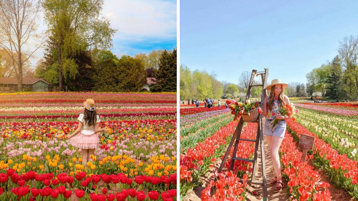 Tasc Tulip Farm in Fenwick, Ontario.