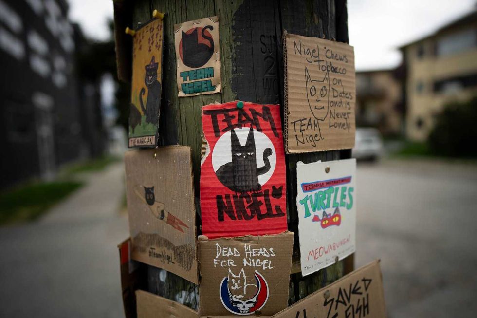'Team Nigel' rallies behind beloved Vancouver cat