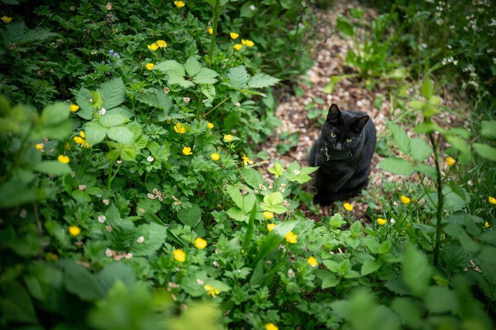 'Team Nigel' rallies behind beloved Vancouver cat