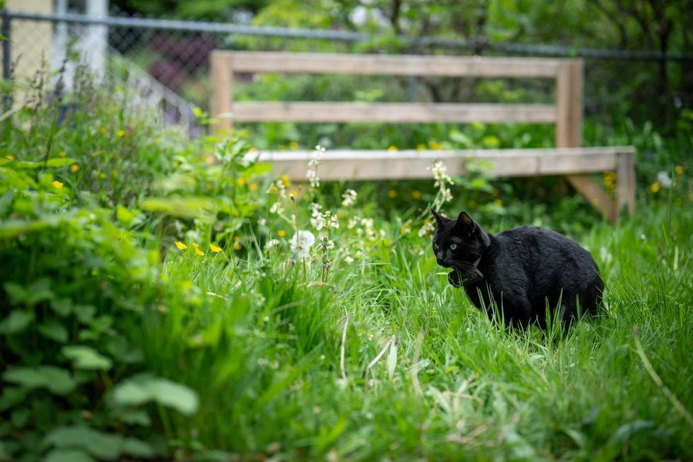 'Team Nigel' rallies behind beloved Vancouver cat