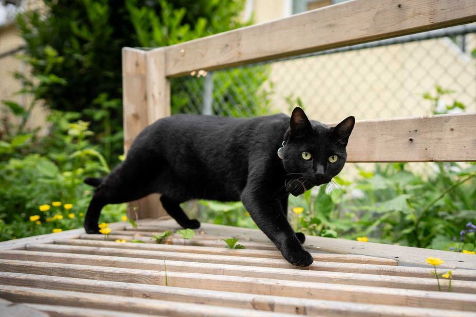 'Team Nigel' rallies behind beloved Vancouver cat