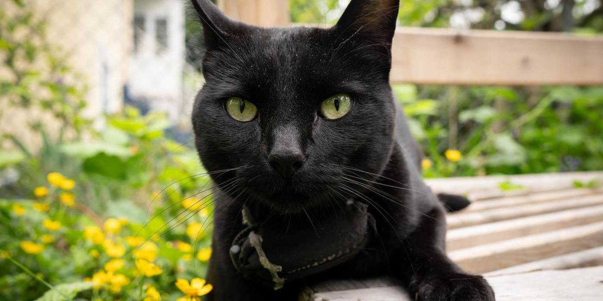 ‘Team Nigel’ rallies behind beloved Vancouver cat ‘Team Nigel’ rallies behind beloved Vancouver cat