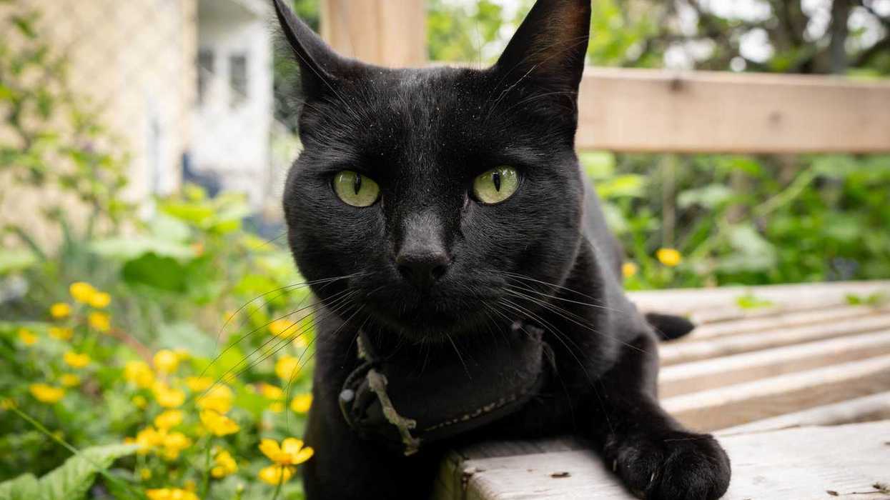 'Team Nigel' rallies behind beloved Vancouver cat