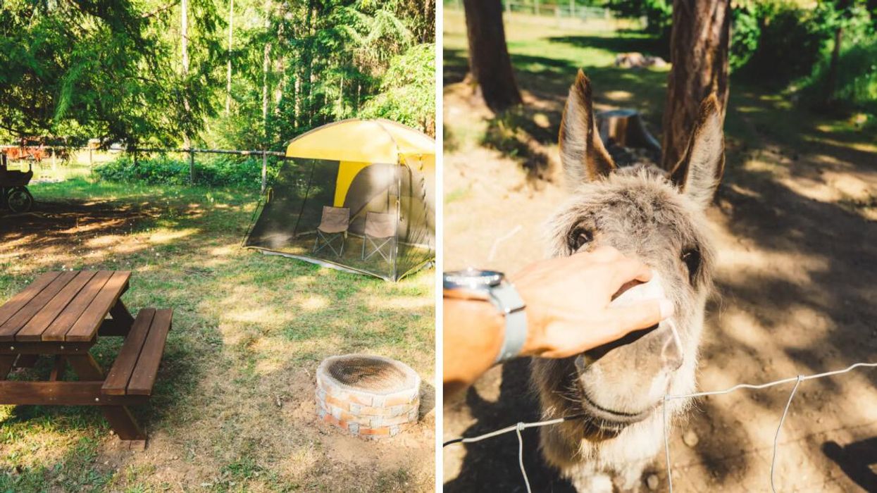 Tent at campsite in B.C. Right: Someone petting a donkey.