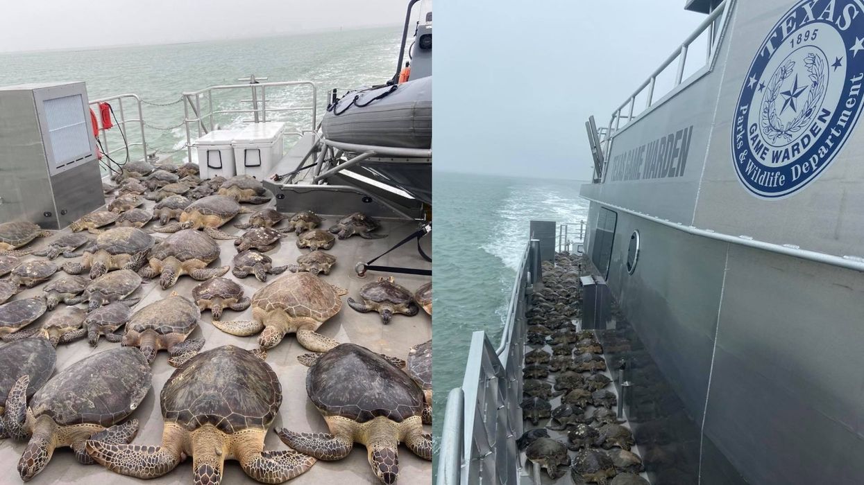 Texas Game Wardens Texas Parks and Wildlife Department Coastal Fisheries Division Sea Turtles Polar Vortex