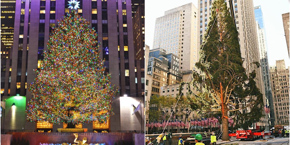 2020 Rockefeller Tree The Rockefeller Christmas Tree Has Arrived In NYC & It's On Brand For ...