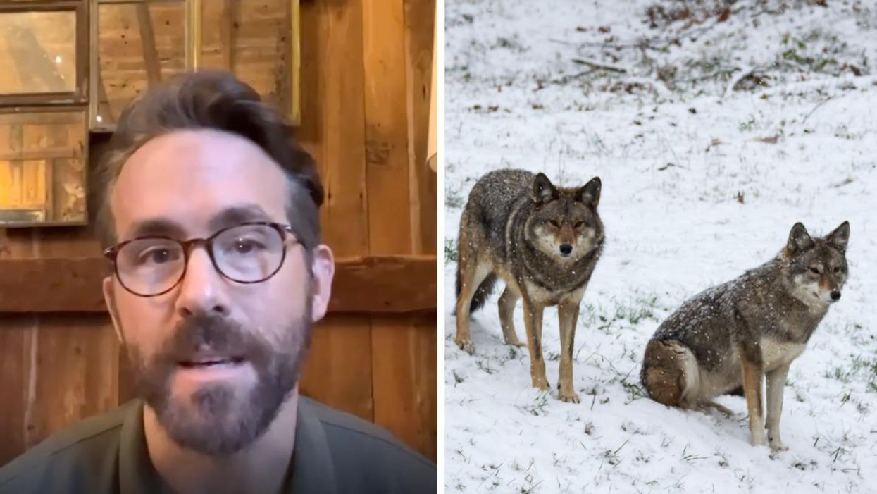 The 50 Most Powerful Figures In Vancouver Are Ranked & Coyotes In Stanley Park Made The List