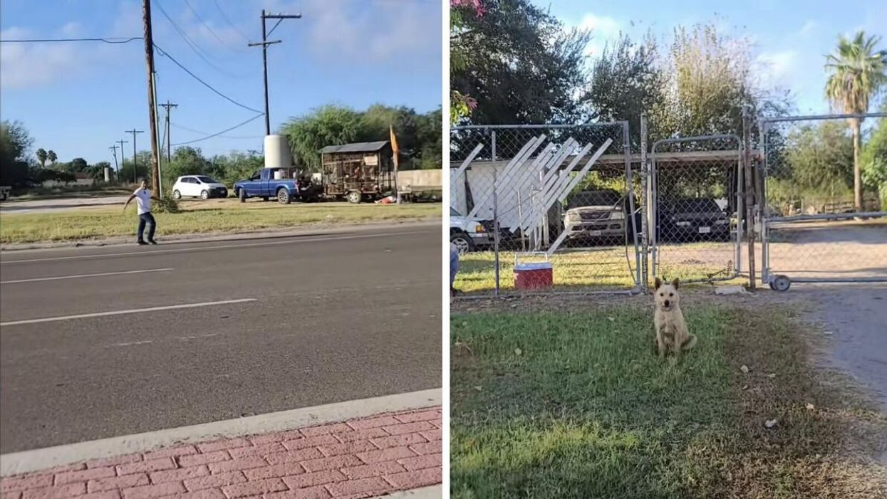The alleged beater the woman insulted in the viral TikTok video. Right: The dog rescued by the woman in the viral TikTok video.