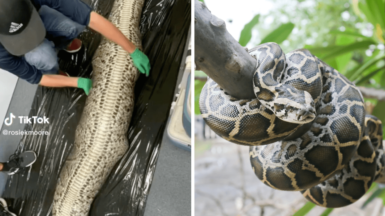 Alligator Eating Snake Burmese Python