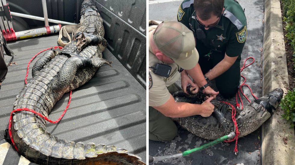 Alligators In Florida Narcity