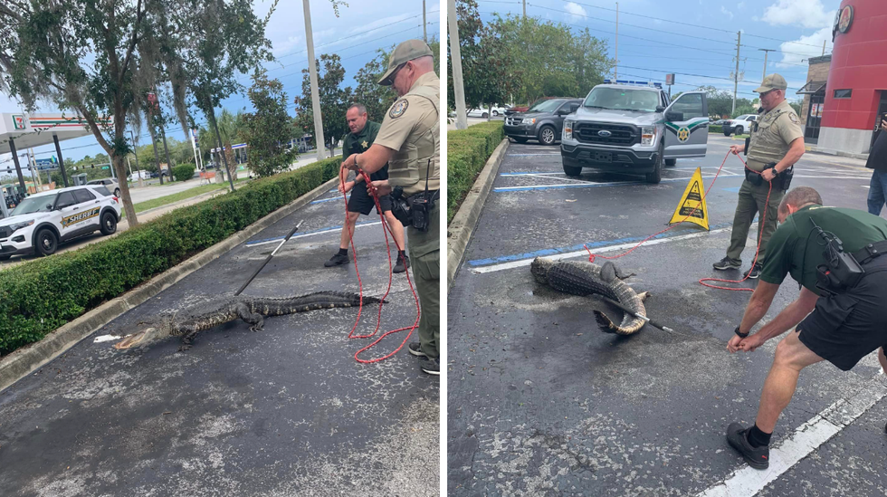 The alligator on the road. Right: An alligator being wrangled by two police officers.
