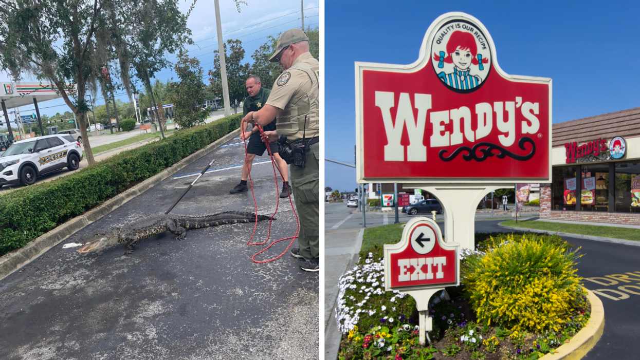 The alligator on the road. Right: An exterior of Wendy's.