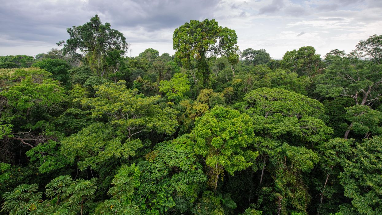 The Amazon rainforest.