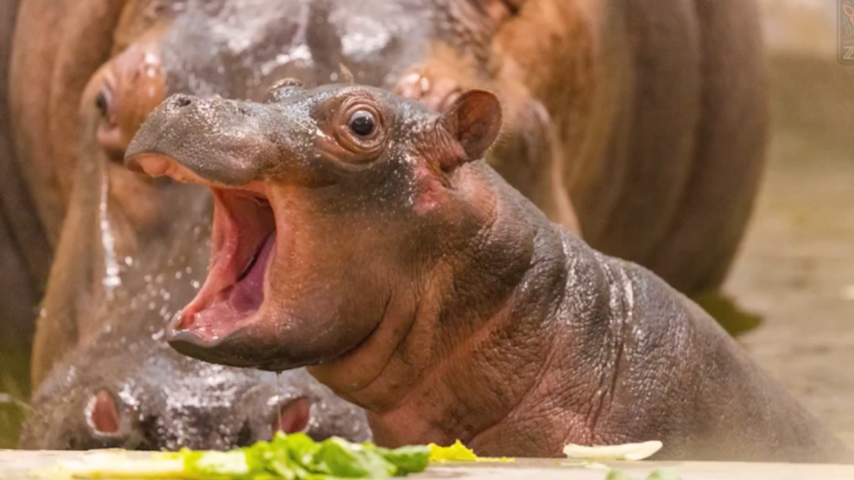The baby hippo in front of mom Boipelo at the Dallas Zoo.