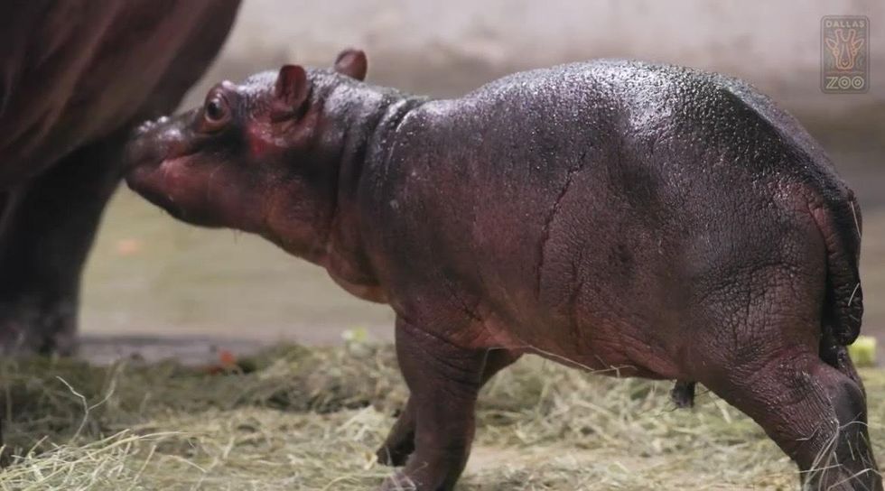 The baby hippo standing in its habitat.