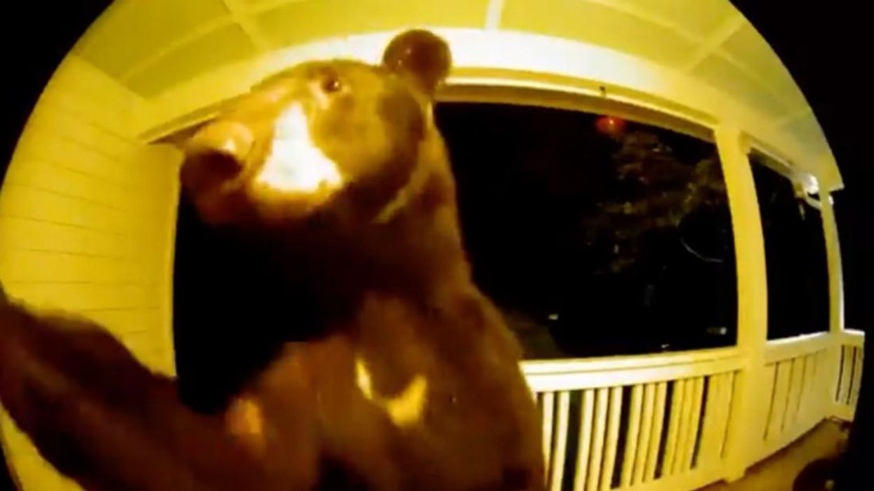 The bear ringing the doorbell in South Carolina.