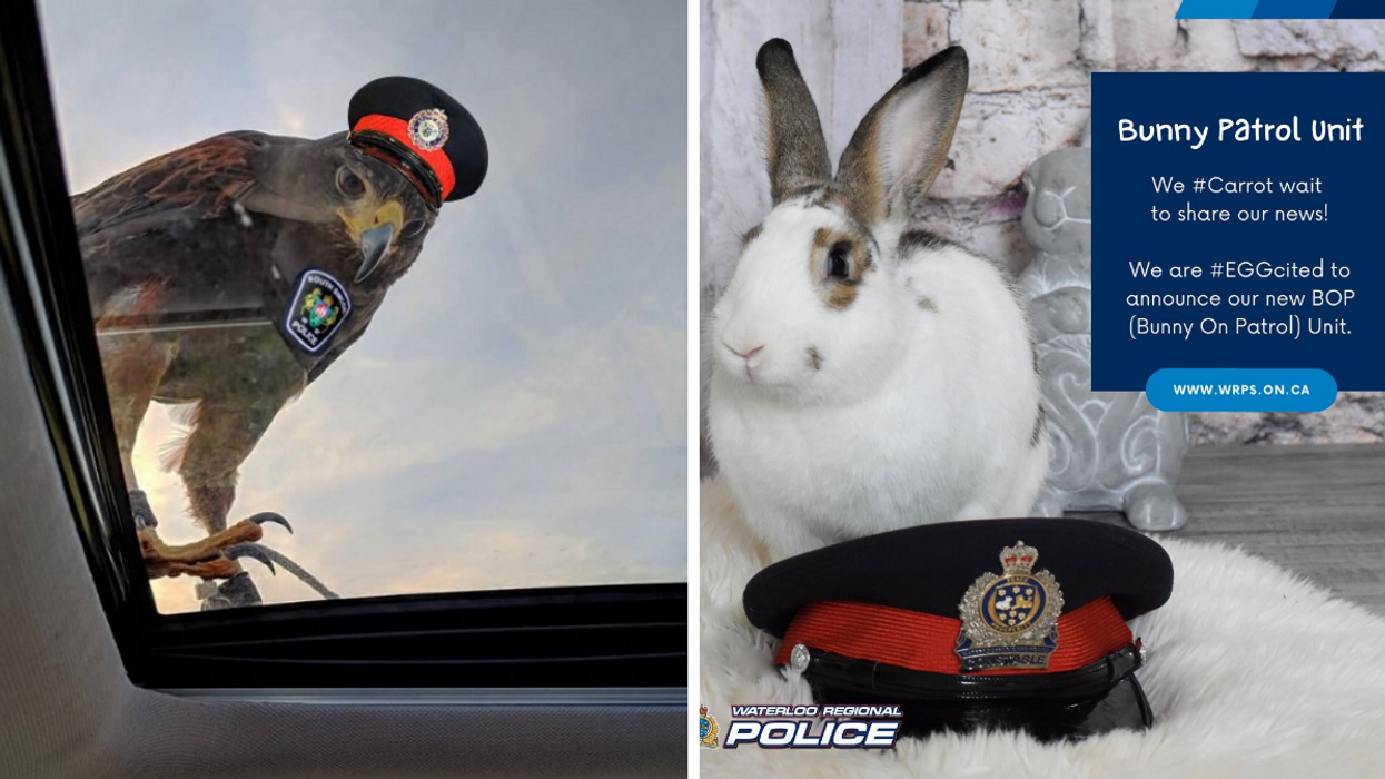 The bird in the April Fools' by Ontario police. Right: The rabbit in the April Fools' by Ontario police.