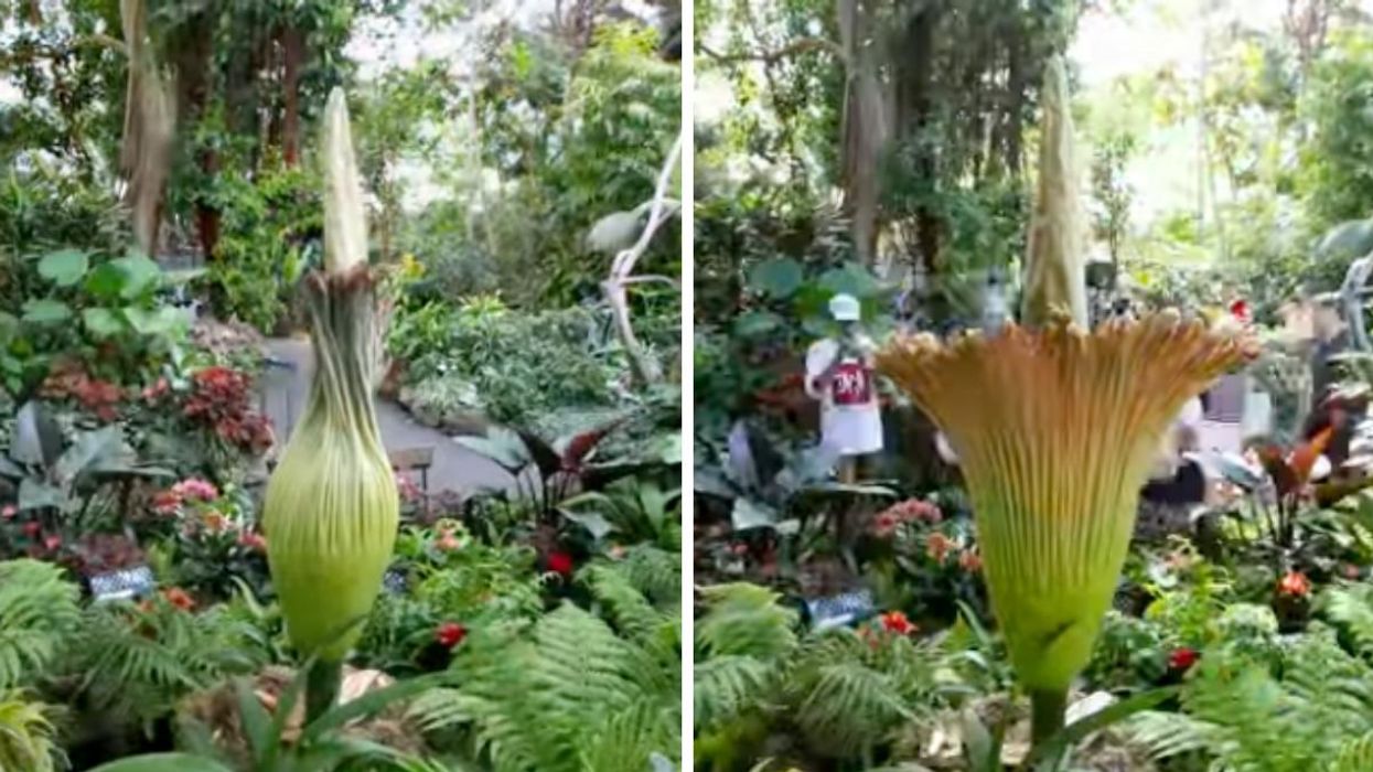 The Bloedel Conservatory Is Selling Tickets To See This Disgustingly Stinky 'Corpse Flower'