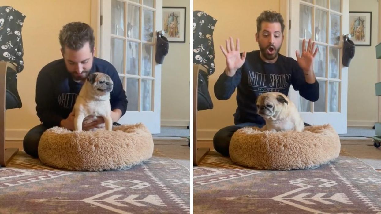 The 'Bones Day' Game Is Taking The Internet By Storm & Noodle The Pug Is Your New Horoscope