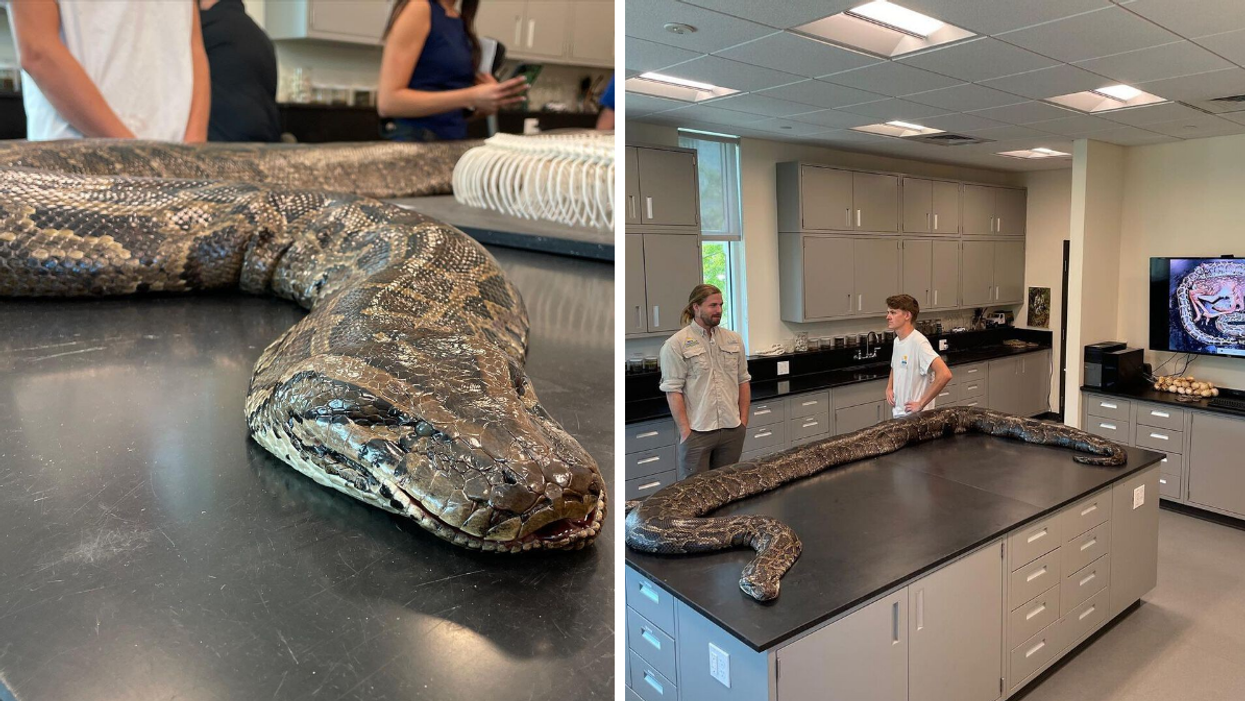 The Burmese Python that was found. Right: The length of the Burmese Python that was found.