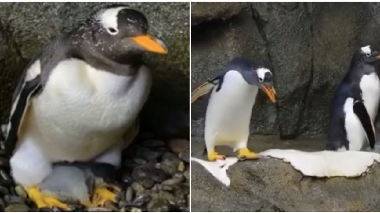 The Calgary Zoo Just Debuted A New Penguin Baby & It's So Tiny (VIDEO)