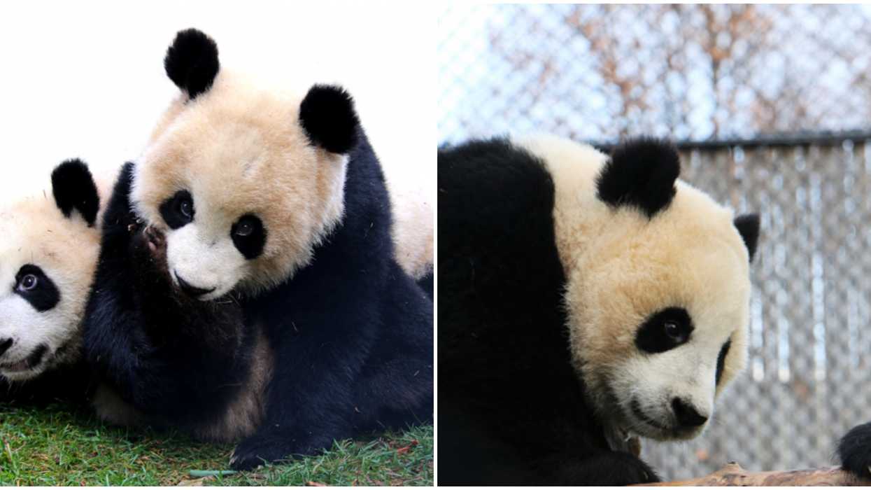The Calgary Zoo Pandas Will Run Out Of Food If Their Chinese Visas Don't Get Approved ASAP