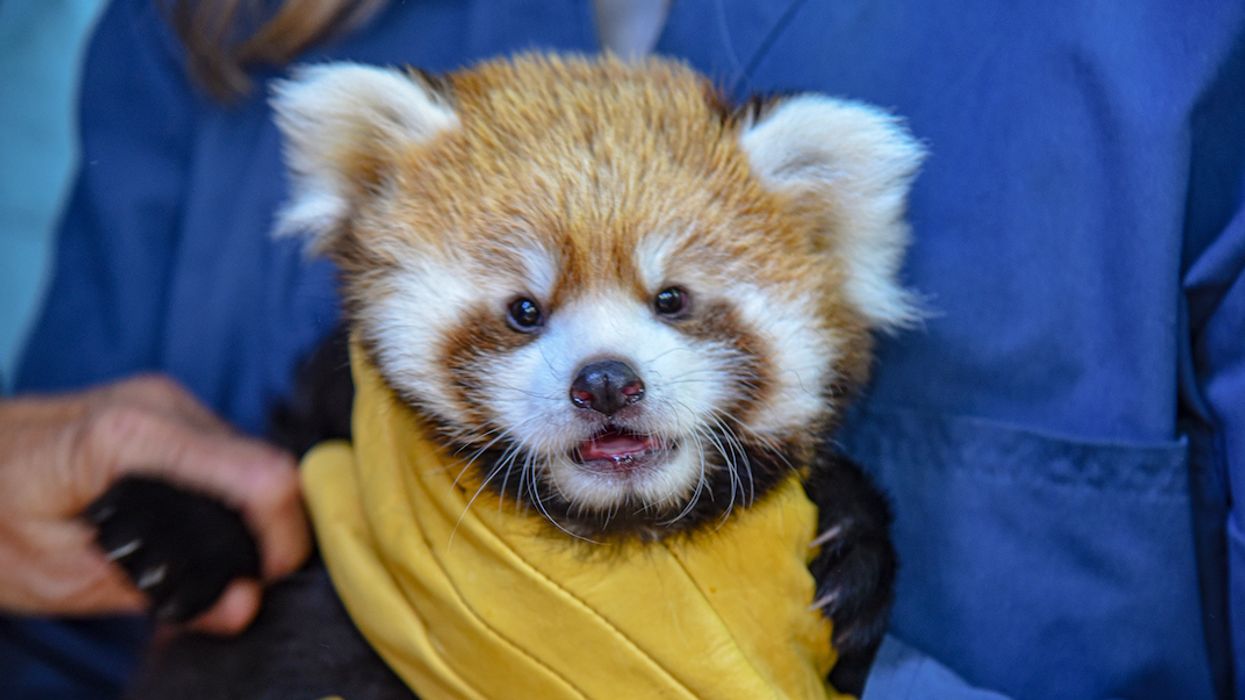 The Calgary Zoo S Red Panda Cub Is Officially Ready For Her Public Debut Narcity The Calgary Zoo S Red Panda Cub Is Officially Ready For Her Public Debut Narcity