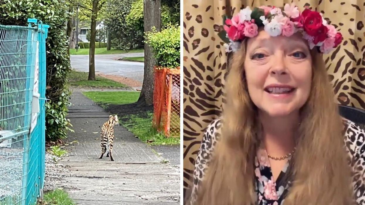 The cat on a sidewalk in Vancouver. Right: Carole Baskin.