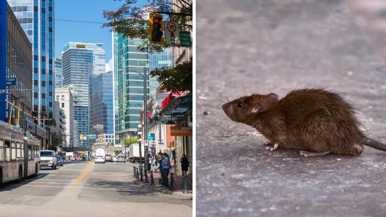 The city of Vancouver. Right: A rodent.
