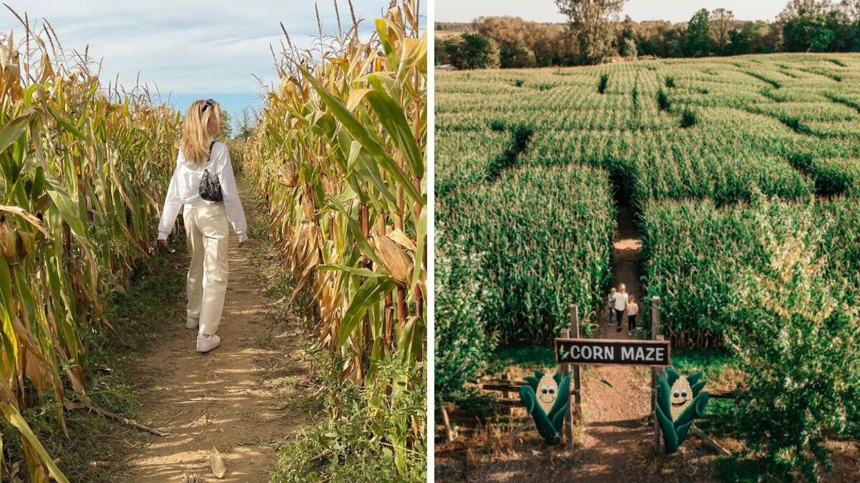 The corn maze at Andrew's Farm. Right: The corn maze at Snyder's Farm.