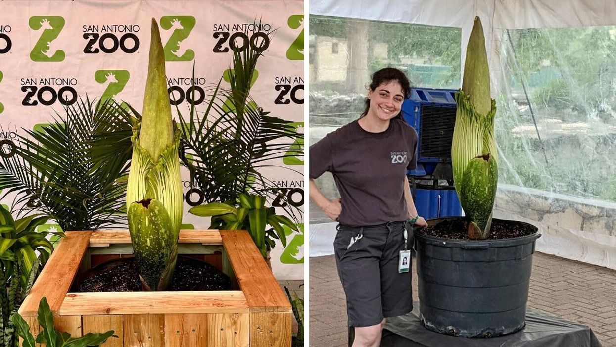 The corpse flower on display at the San Antonio Zoo. Right: A San Antonio Zoo employee with the corpse flower before it went on display.