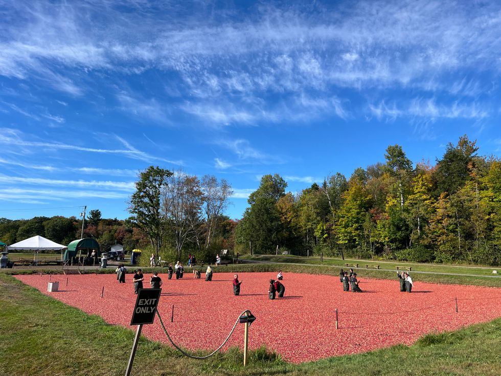 The Cranberry Plunge.