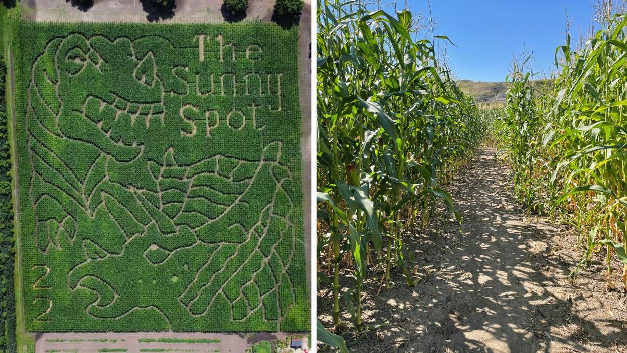 The dinosaur corn maze. Right: Inside the corn maze.