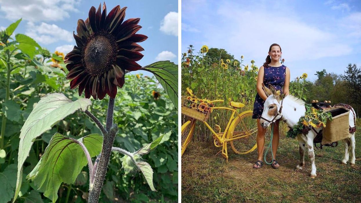 The Elora Sunflower Festival Has Dark Blooms & A Miniature Donkey