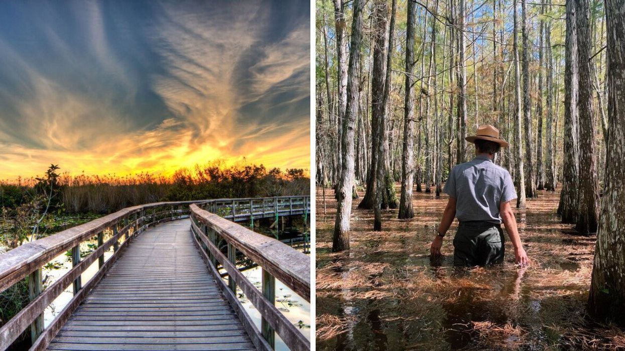 The Everglades National Park in Florida. Right: A man walking among trees.