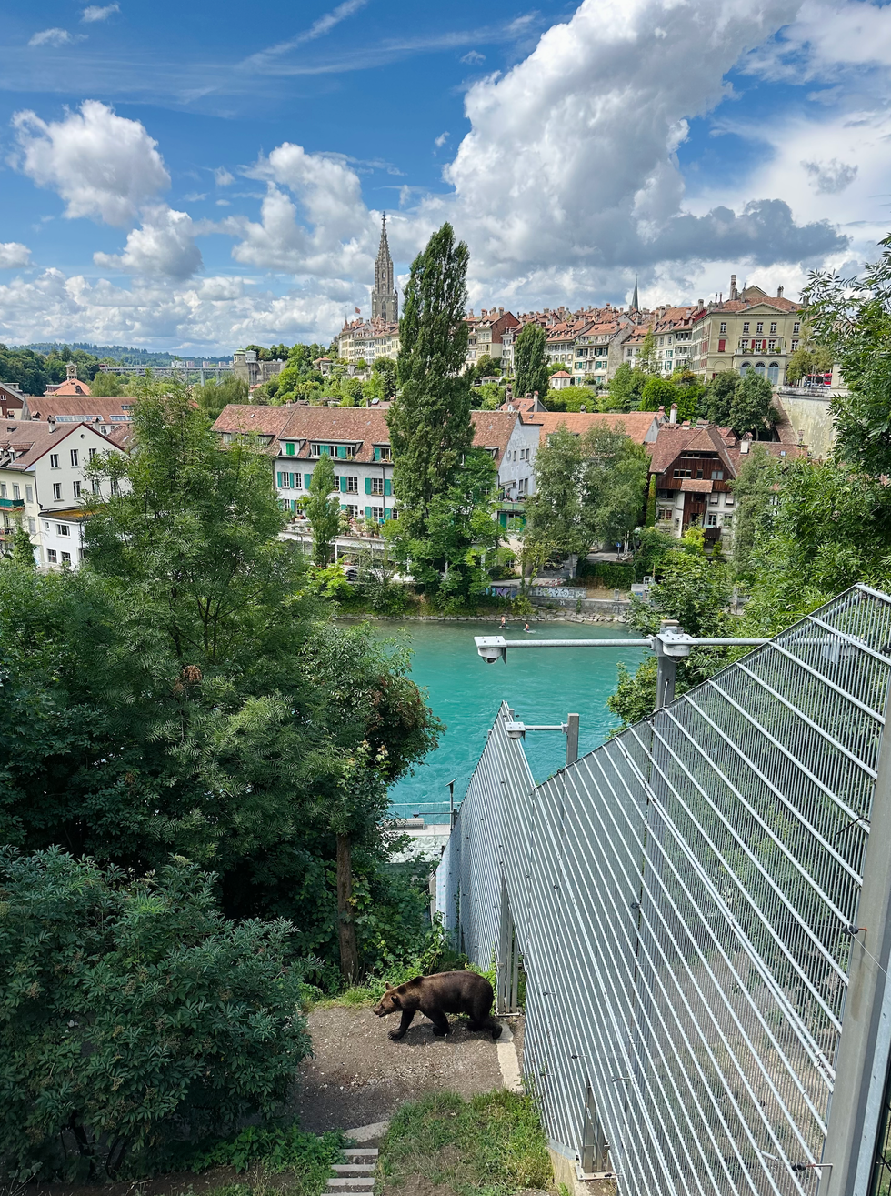 The famous bears of Bern.