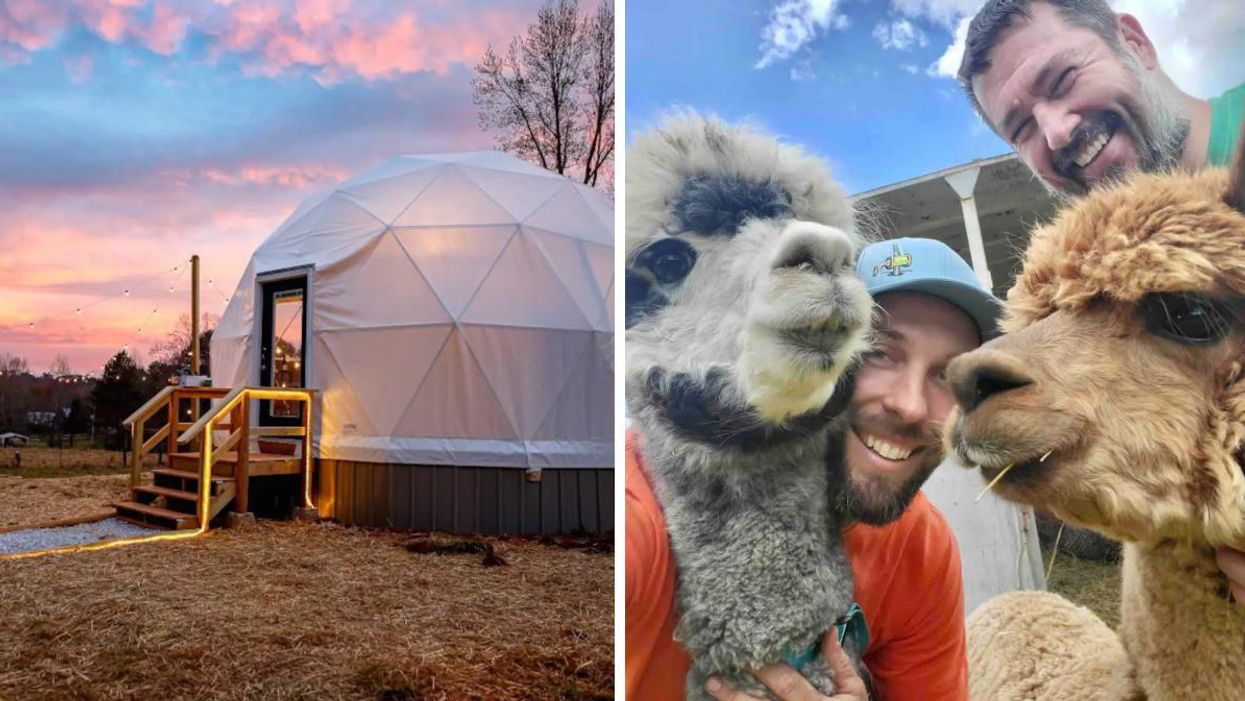 The geodome overlooking the mountain view. Right: Two men with the alpacas on the farm.