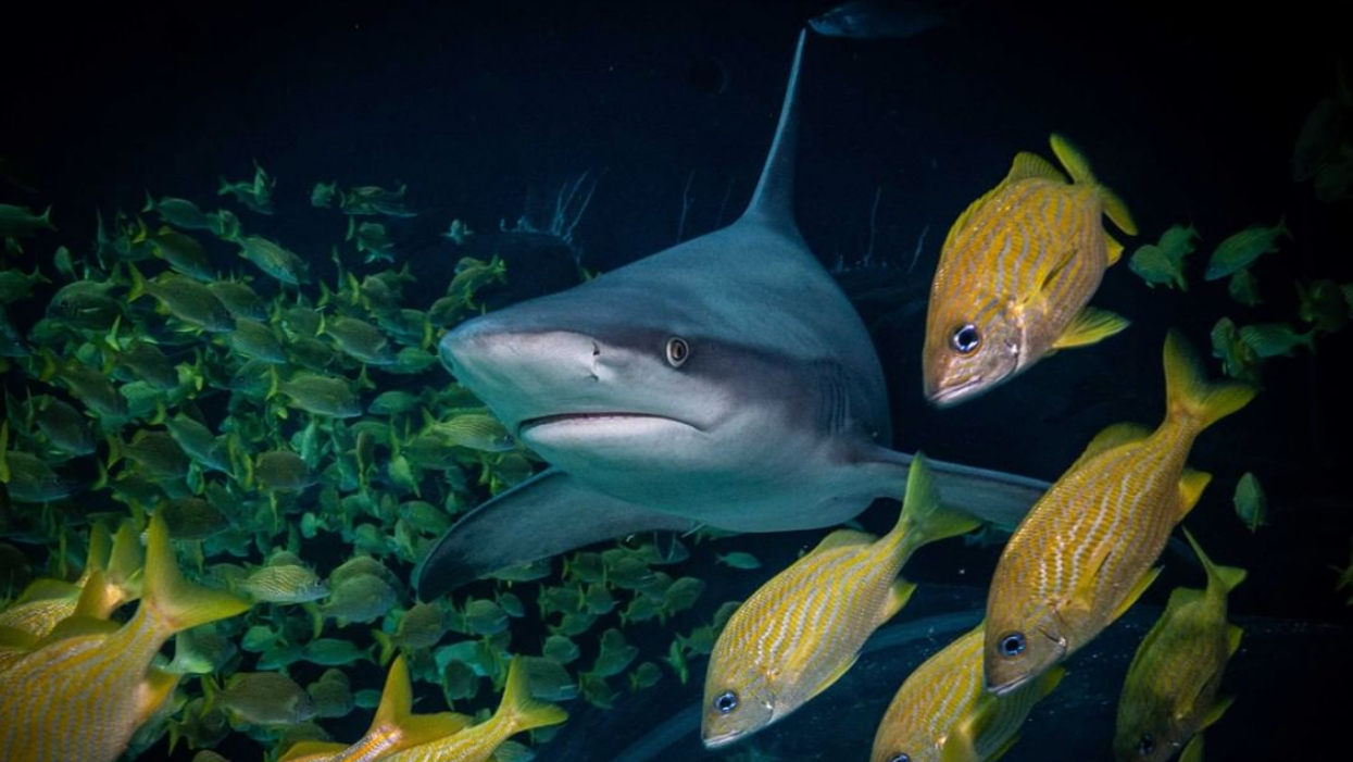 The Georgia Aquarium Now Has A Live Shark Cam & It Feels Like You're Swimming With Them