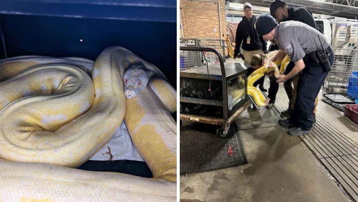 The giant albino python. Right: Austin Animal Center rescuers with the giant snake.