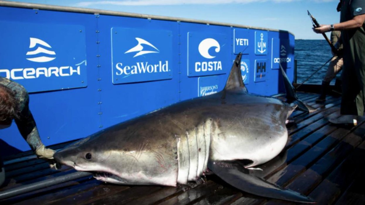 A Giant Great White Shark Is Near Tybee Island On The Georgia Coast a-giant-great-white-shark-is-near-tybee-island-on-the-georgia-coast