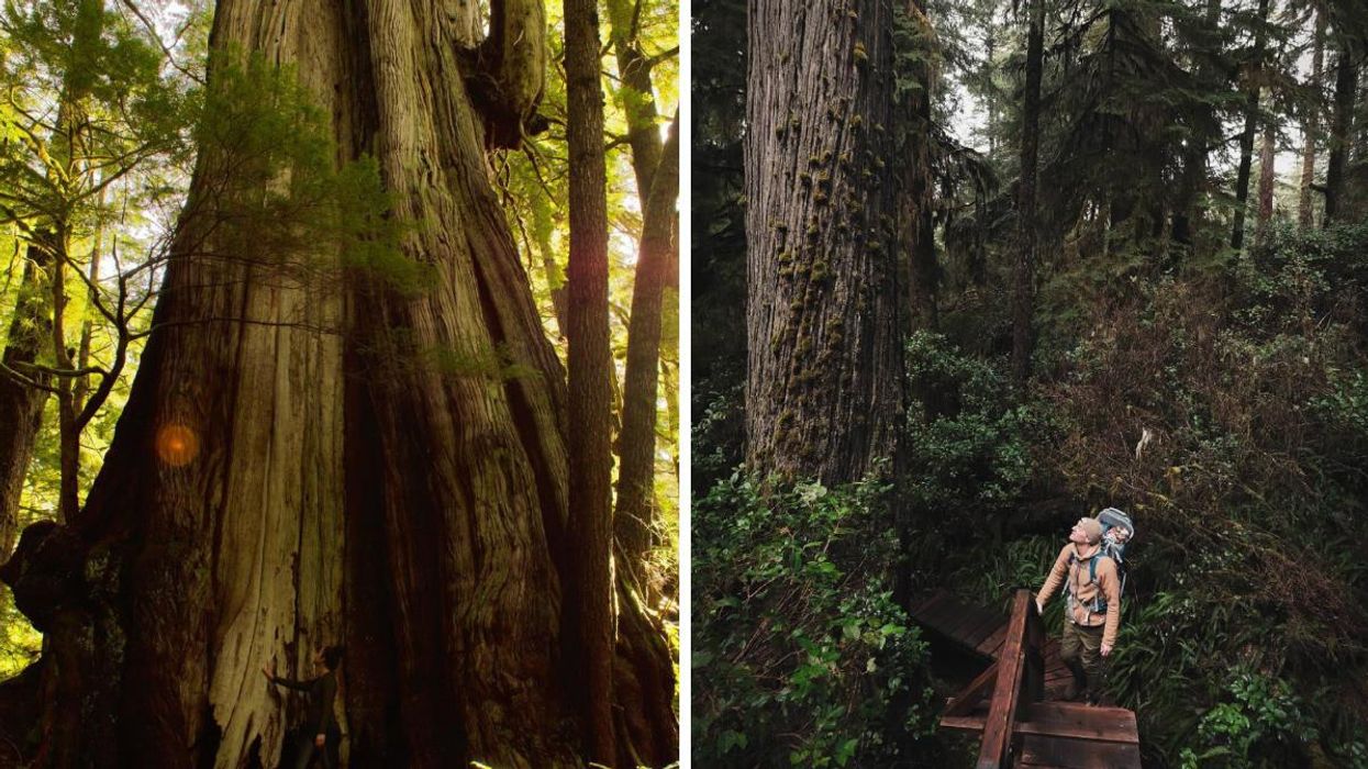 The Largest Tree In Canada Is In BC & You Trek 3 Km Through A Rainforest To Reach It