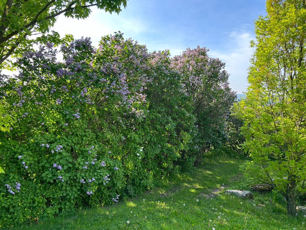 The lilac bushes.