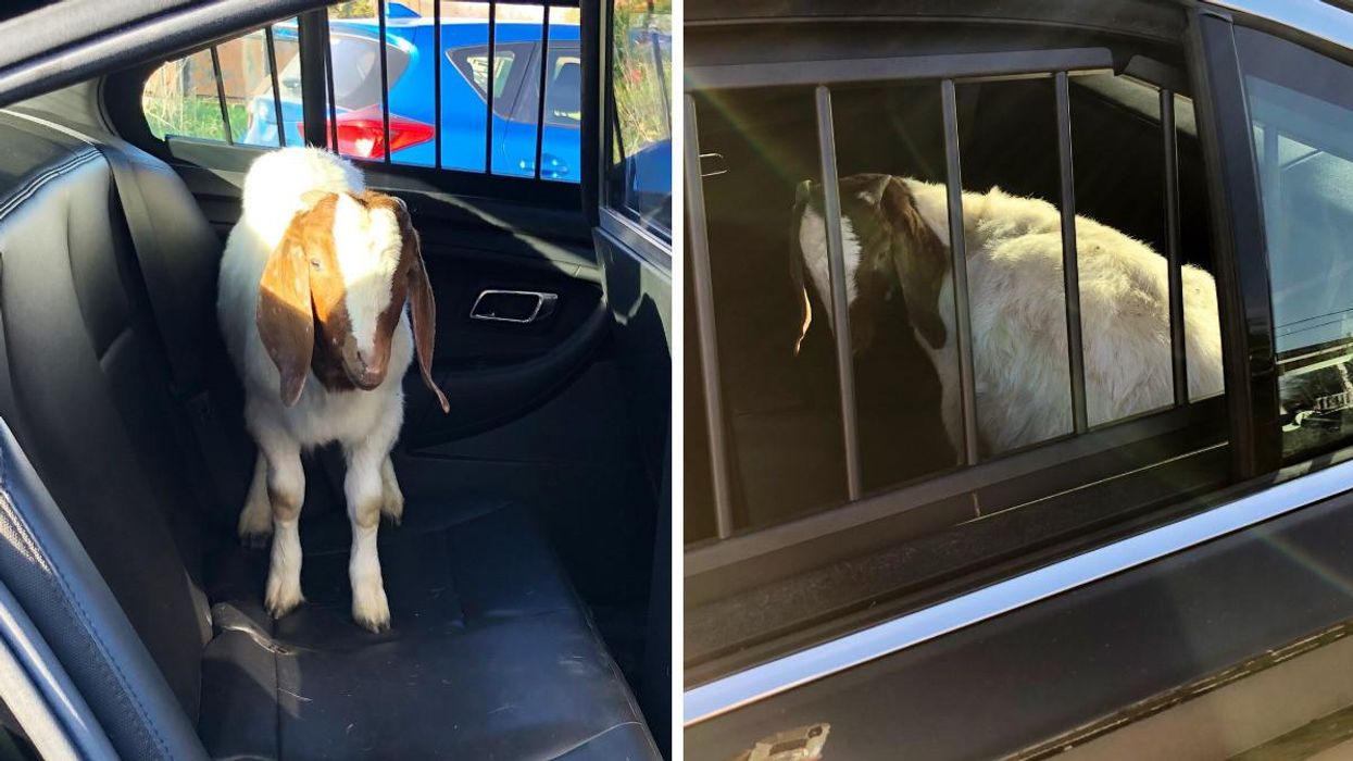 The lost goat in the back of a OPP cruiser.