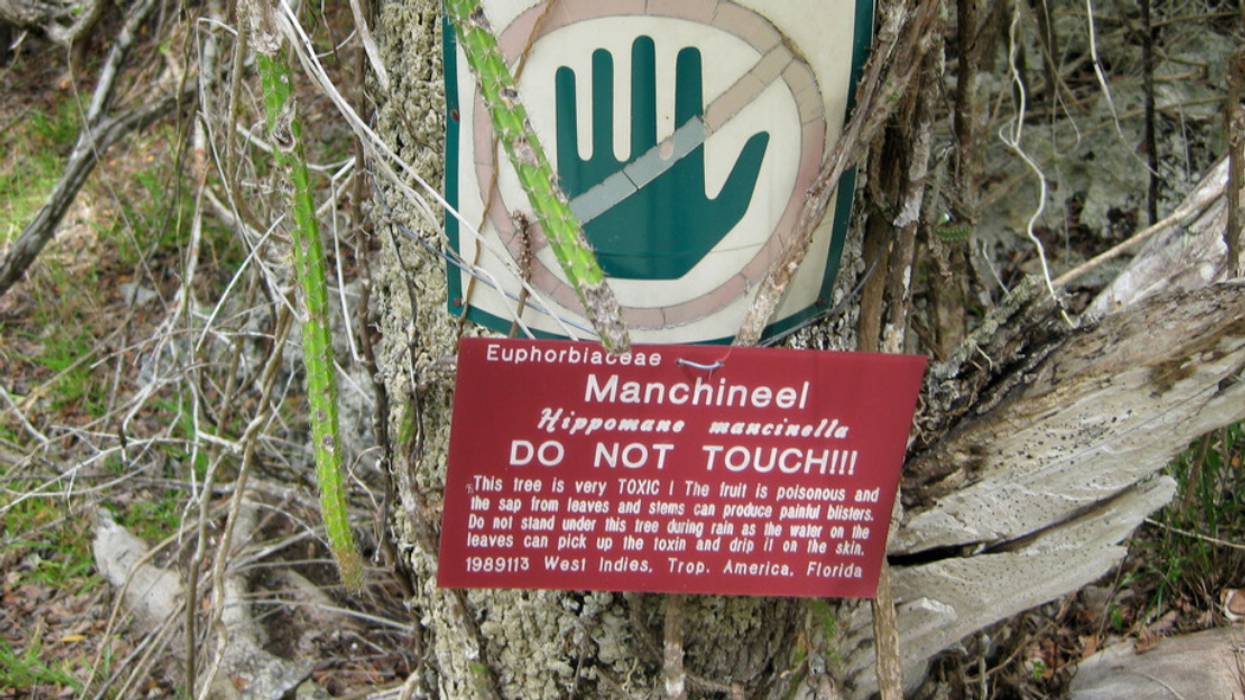 The Manchineel tree with a warning sign around it.