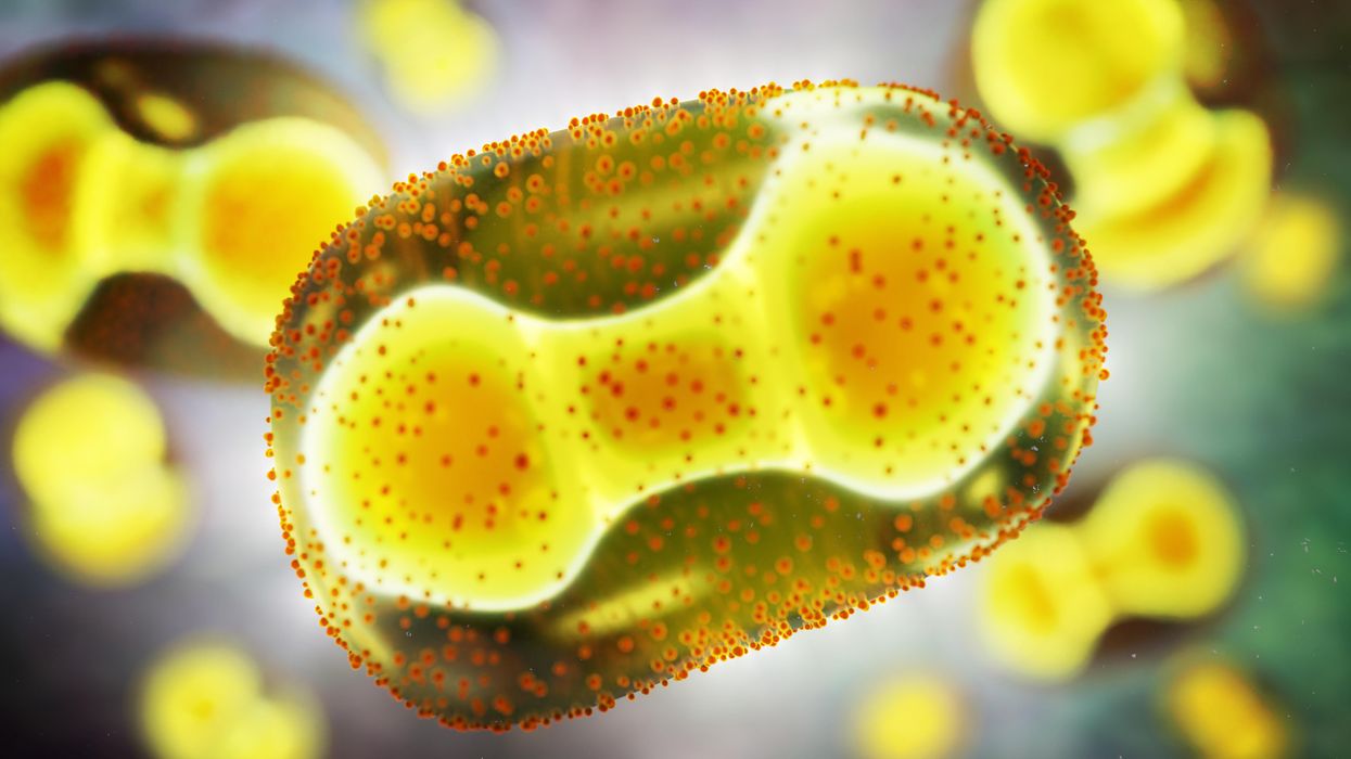 The monkeypox virus.
