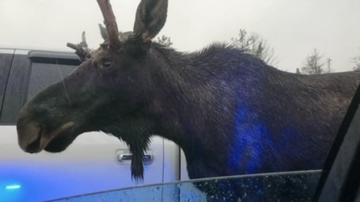 The moose near Highway 417.