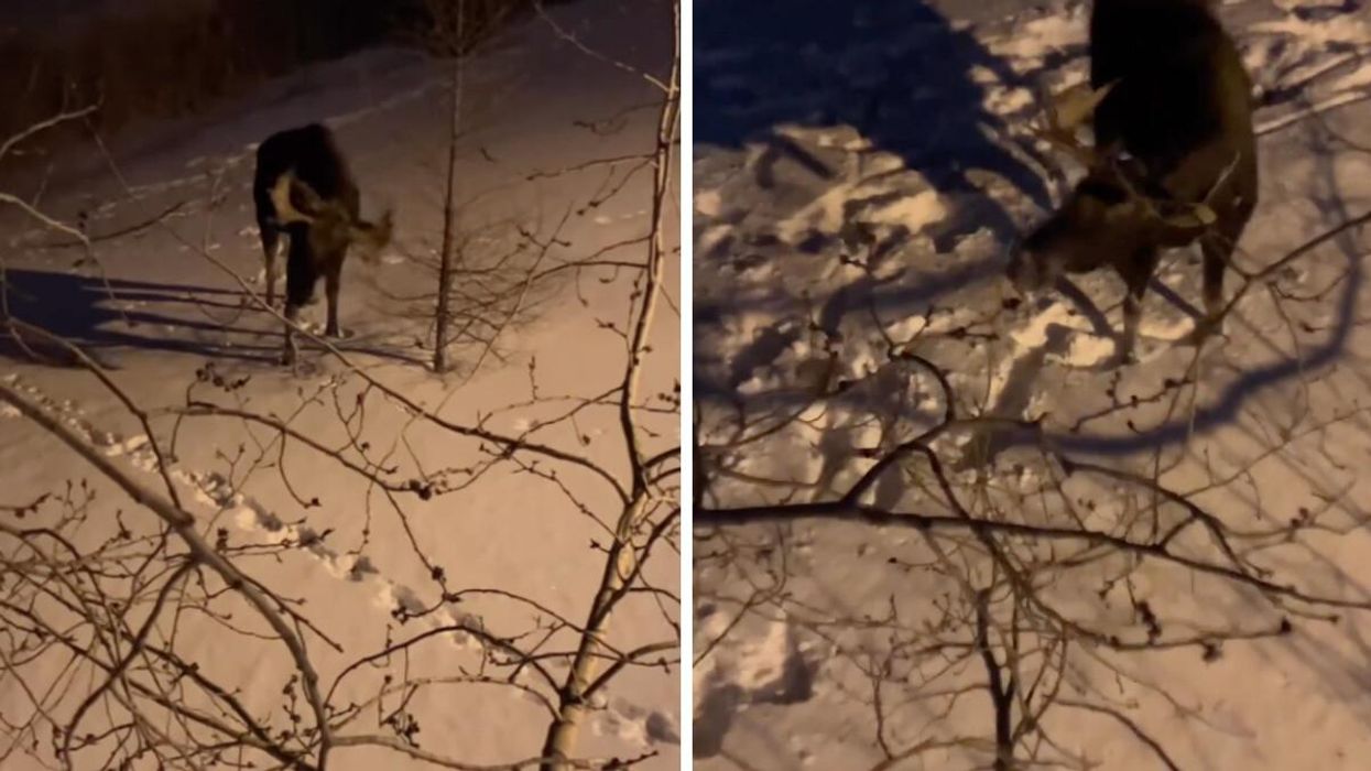 The moose under the tree.