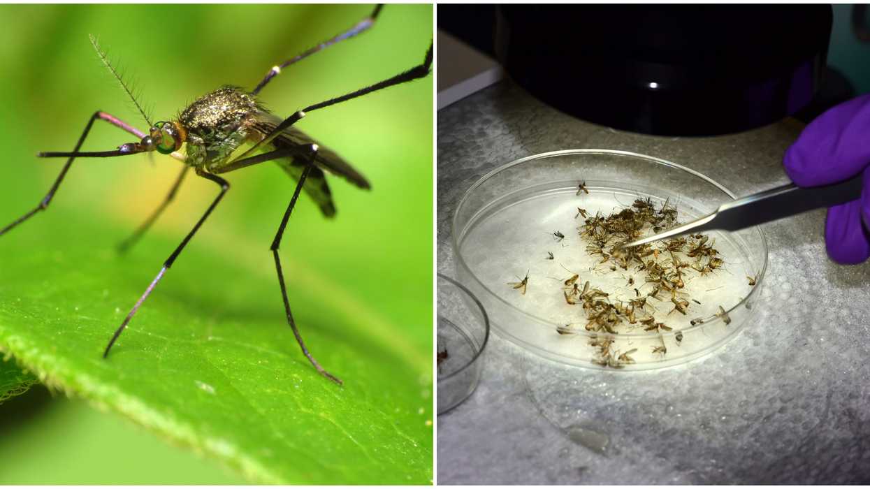 The Mosquito Spike In Metro Vancouver Is The Worst The Province Has Seen In 8 Years