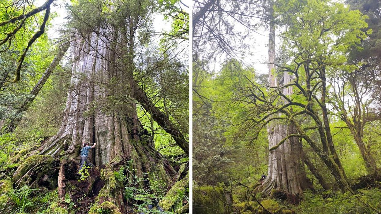 The North Shore Giant.