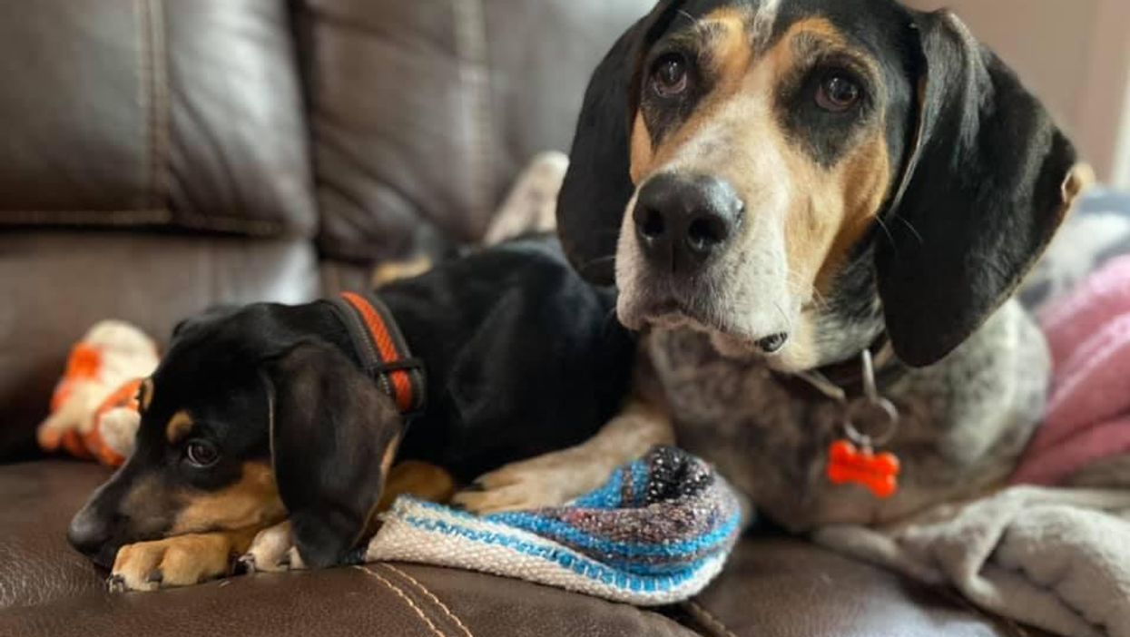 The Ontario Woman Whose Two Dogs Were Fatally Shot Wrote A Heart-Wrenching Post About Them